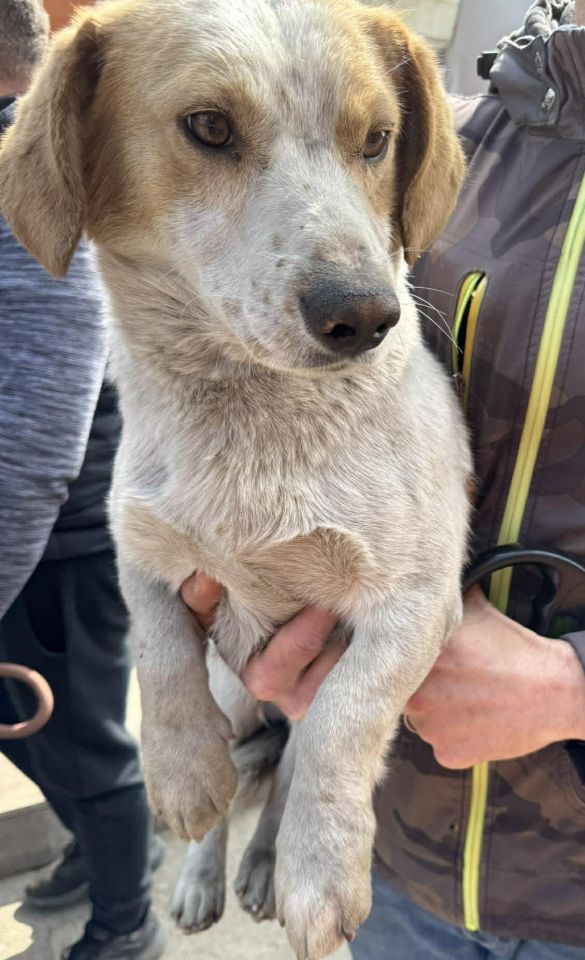 AZIL ČAKOVEC Tučnjava u Pribislavcu nije izbila zbog njihove akcije (13)