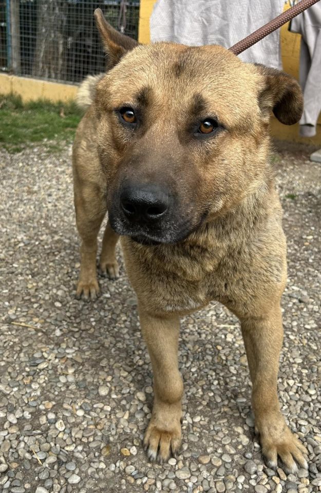 AZIL ČAKOVEC Tučnjava u Pribislavcu nije izbila zbog njihove akcije (14)