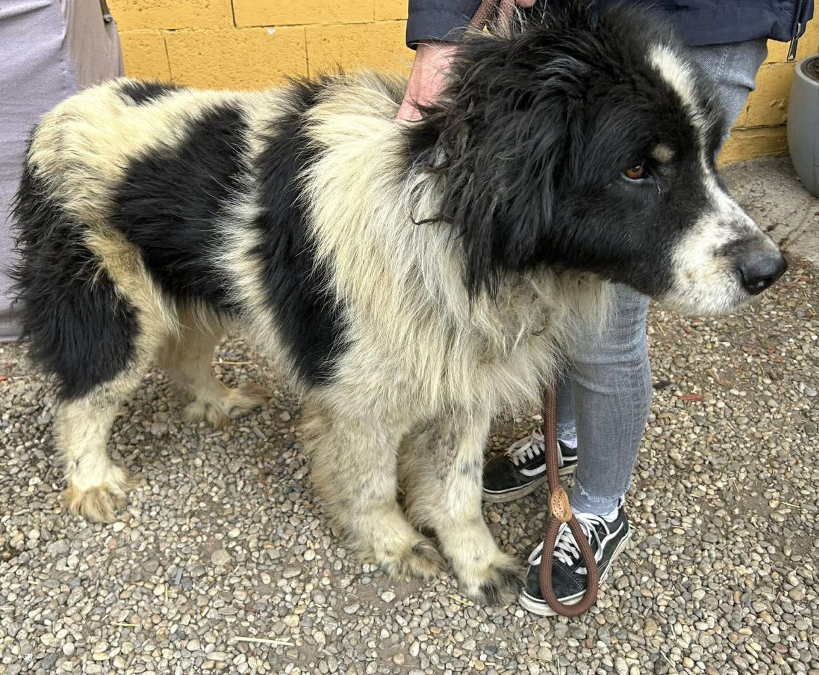 AZIL ČAKOVEC Tučnjava u Pribislavcu nije izbila zbog njihove akcije (15)