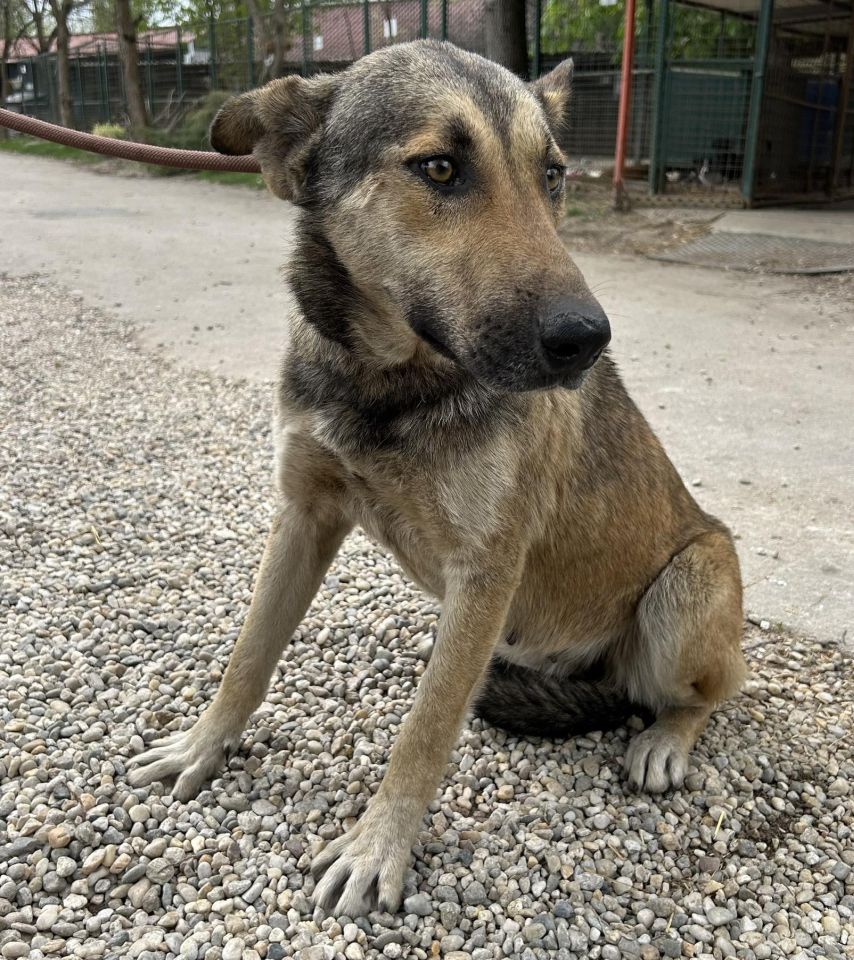 AZIL ČAKOVEC Tučnjava u Pribislavcu nije izbila zbog njihove akcije (16)