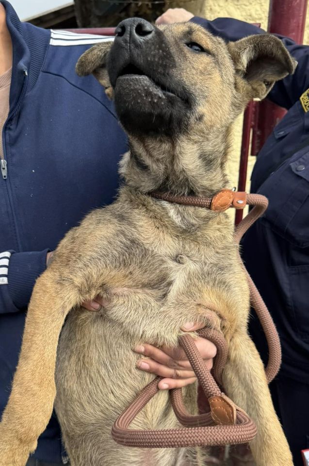 AZIL ČAKOVEC Tučnjava u Pribislavcu nije izbila zbog njihove akcije (17)