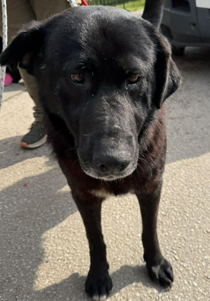 AZIL ČAKOVEC Tučnjava u Pribislavcu nije izbila zbog njihove akcije (18)