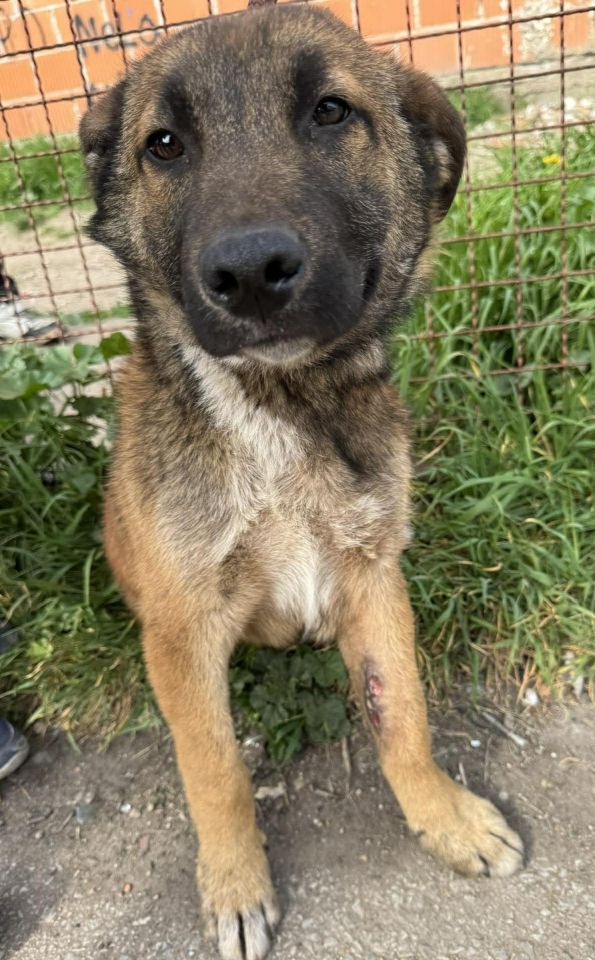 AZIL ČAKOVEC Tučnjava u Pribislavcu nije izbila zbog njihove akcije (19)