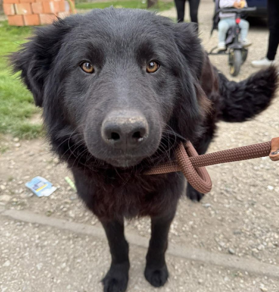 AZIL ČAKOVEC Tučnjava u Pribislavcu nije izbila zbog njihove akcije (2)