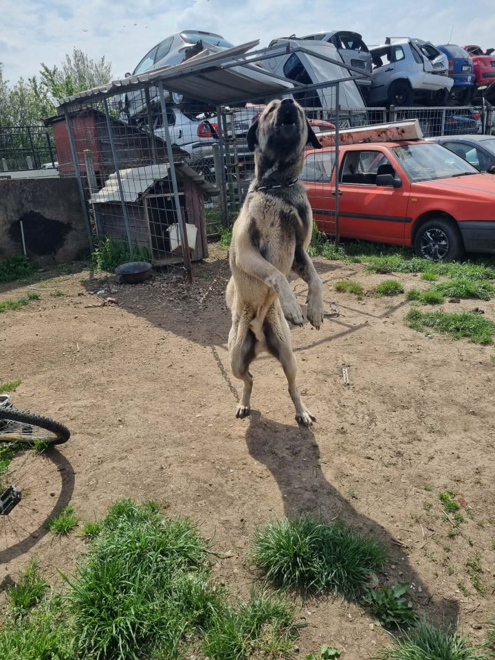 AZIL ČAKOVEC Tučnjava u Pribislavcu nije izbila zbog njihove akcije (3)