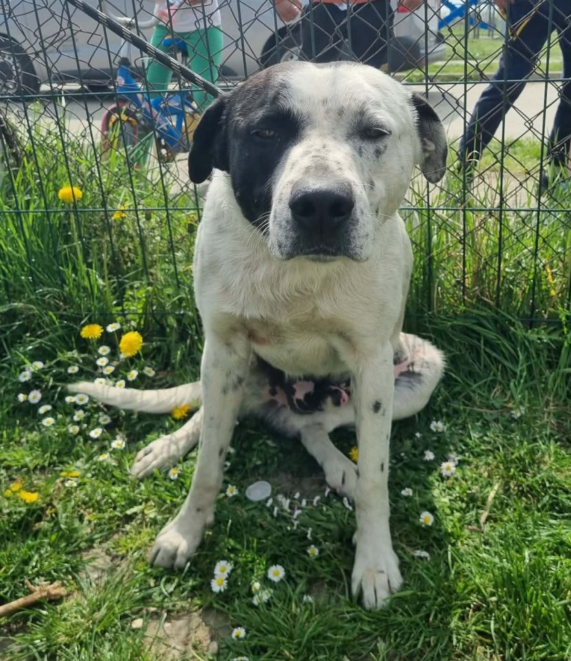 AZIL ČAKOVEC Tučnjava u Pribislavcu nije izbila zbog njihove akcije (9)