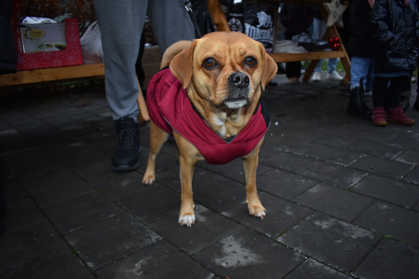 Advent u Peklenici (3) Advent u Peklenici (3)