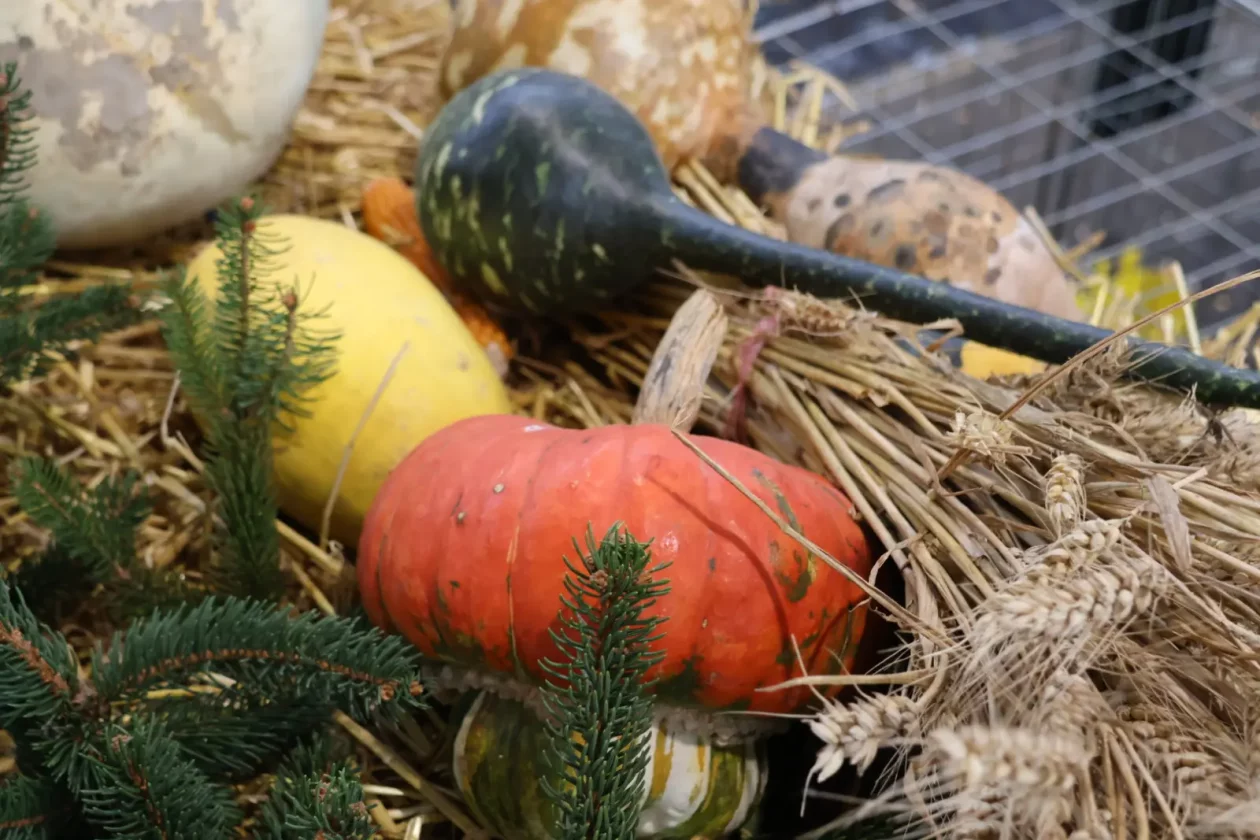 Anđelko Peranec, Donja Dubrava, baština, međimurski govor (11)
