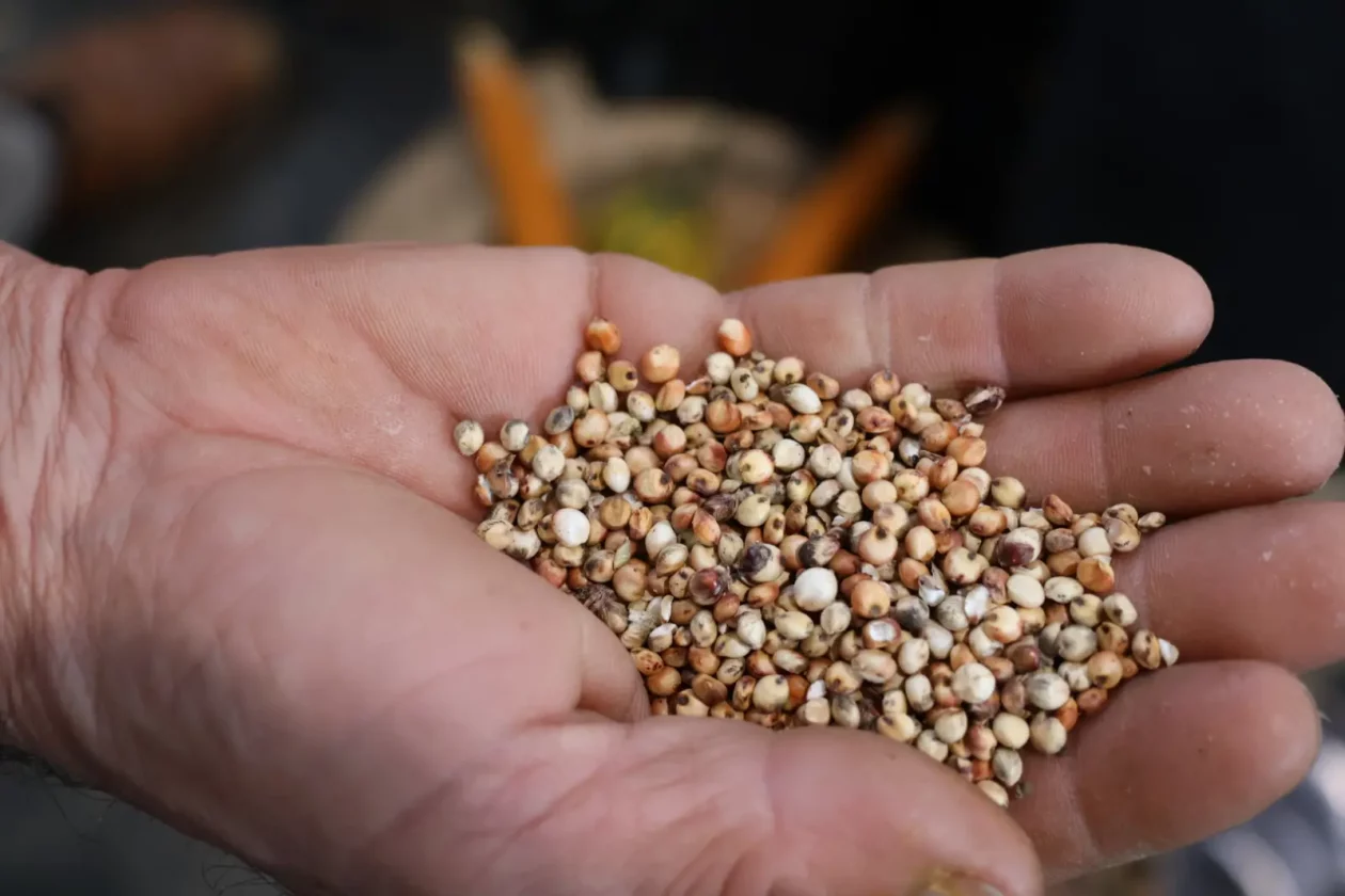 Anđelko Peranec, Donja Dubrava, baština, međimurski govor (4)