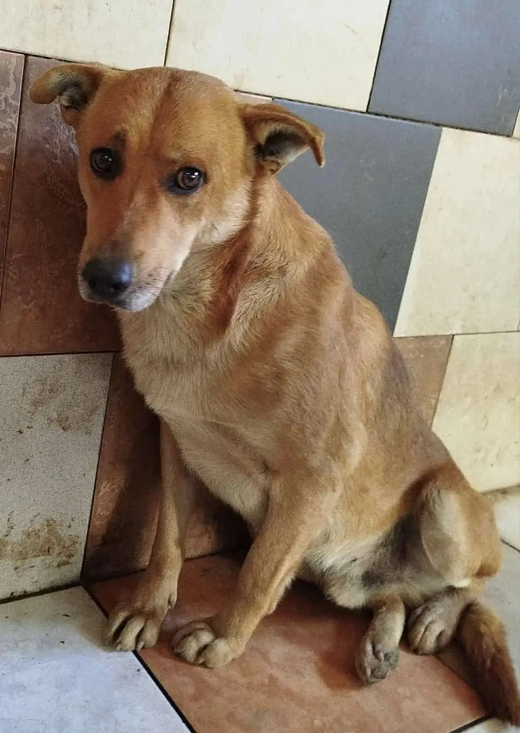 Azil Čakovec (1) Azil Čakovec (1)