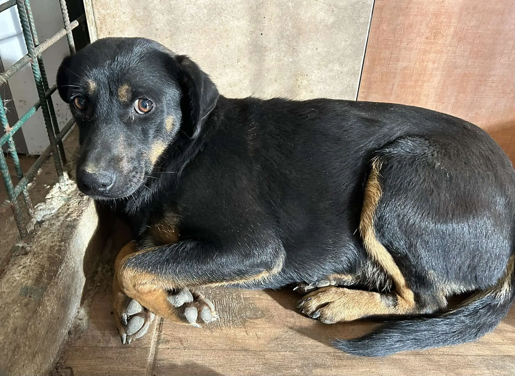 Azil Čakovec (4) Azil Čakovec (4)