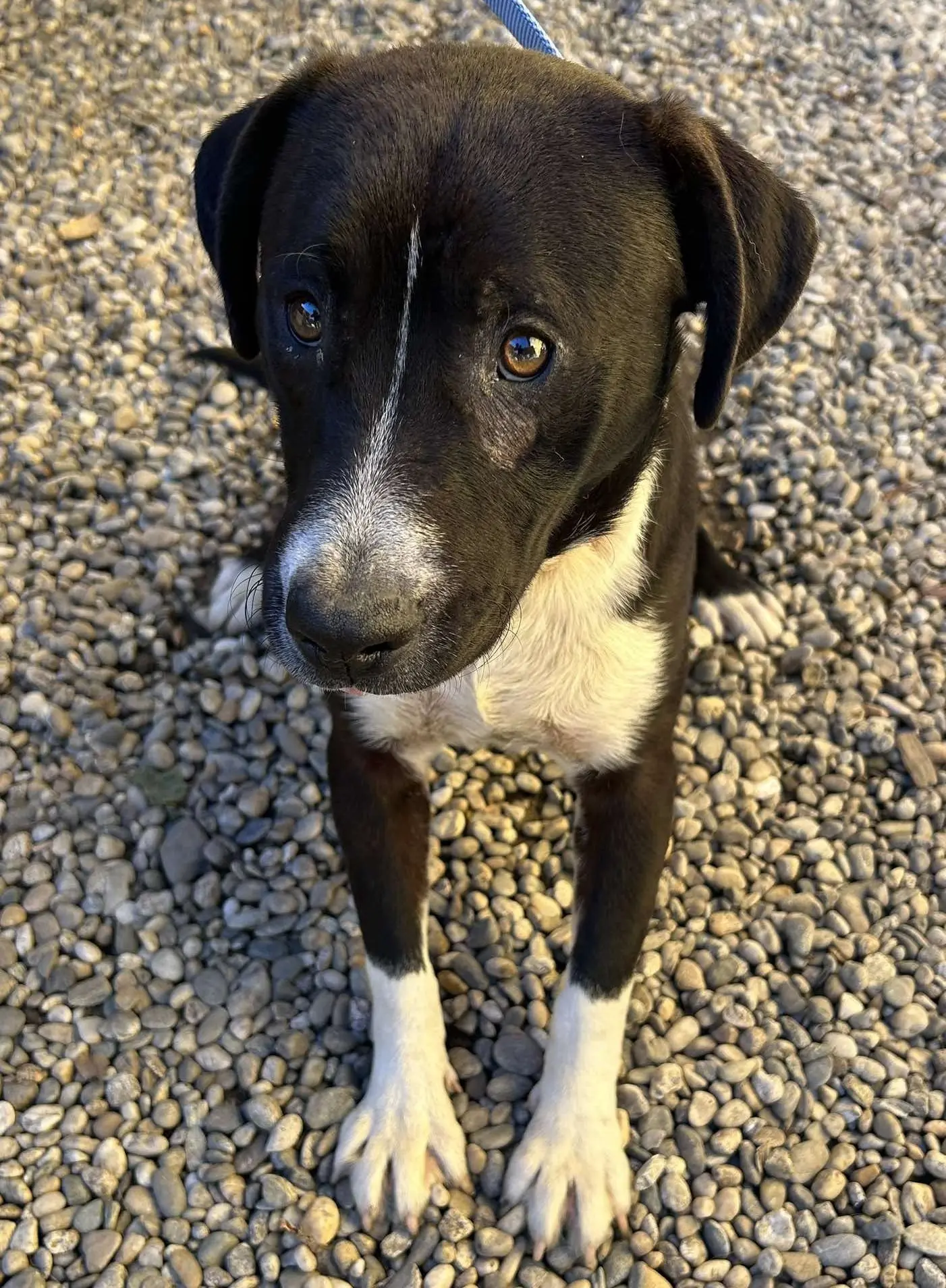 Azil Čakovec (5) Azil Čakovec (5)