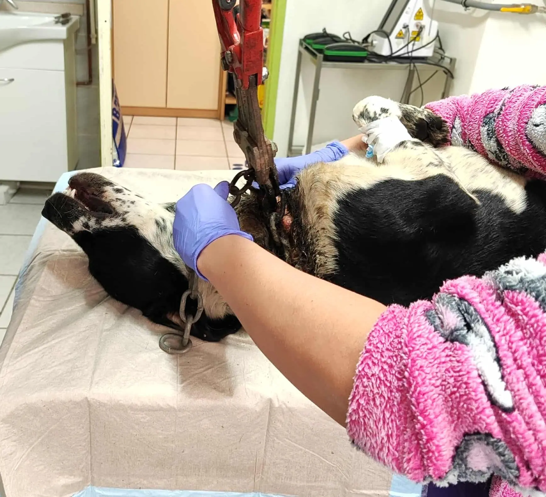 Azil Prijatelji Čakovec 2