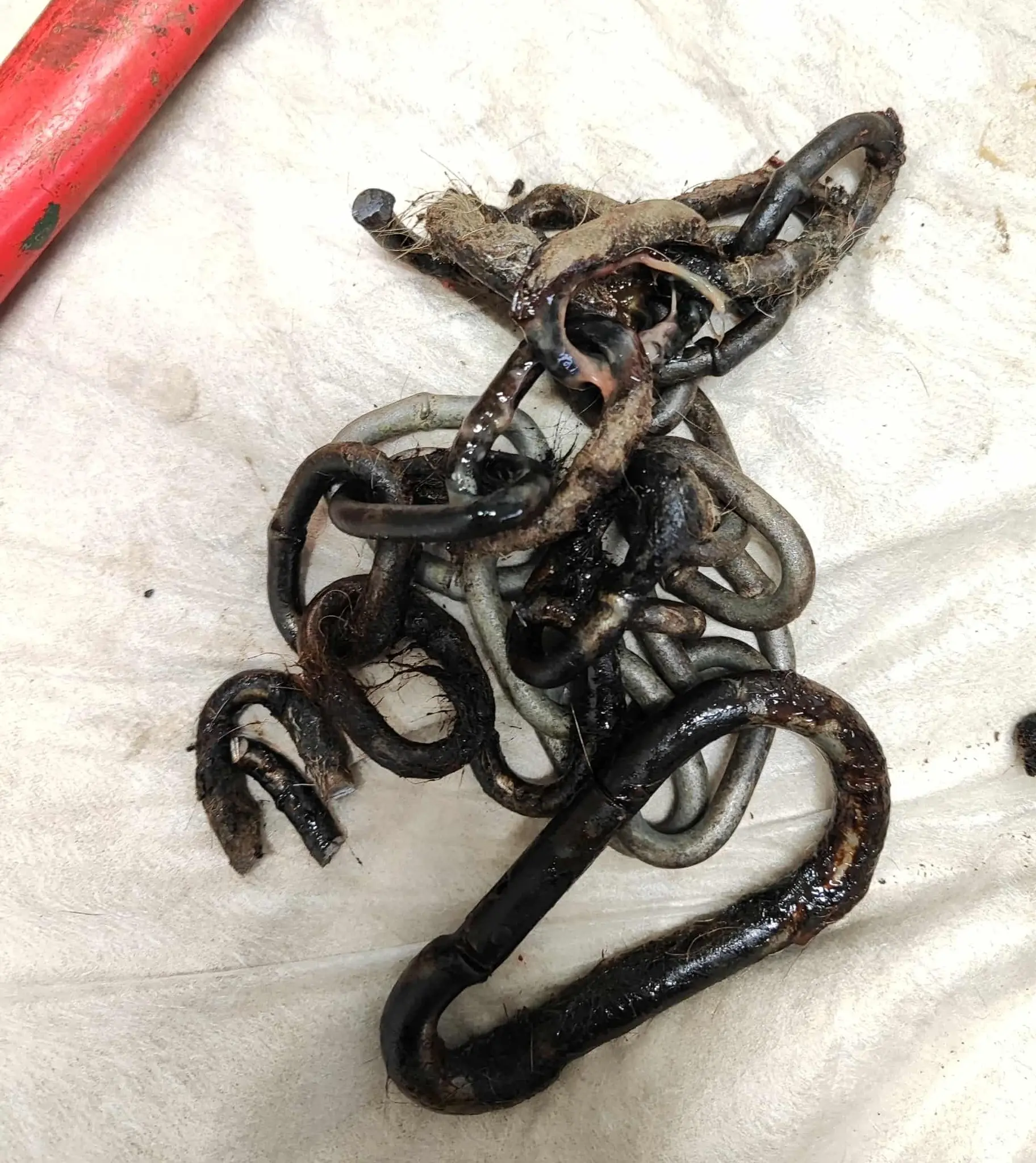 Azil Prijatelji Čakovec 3