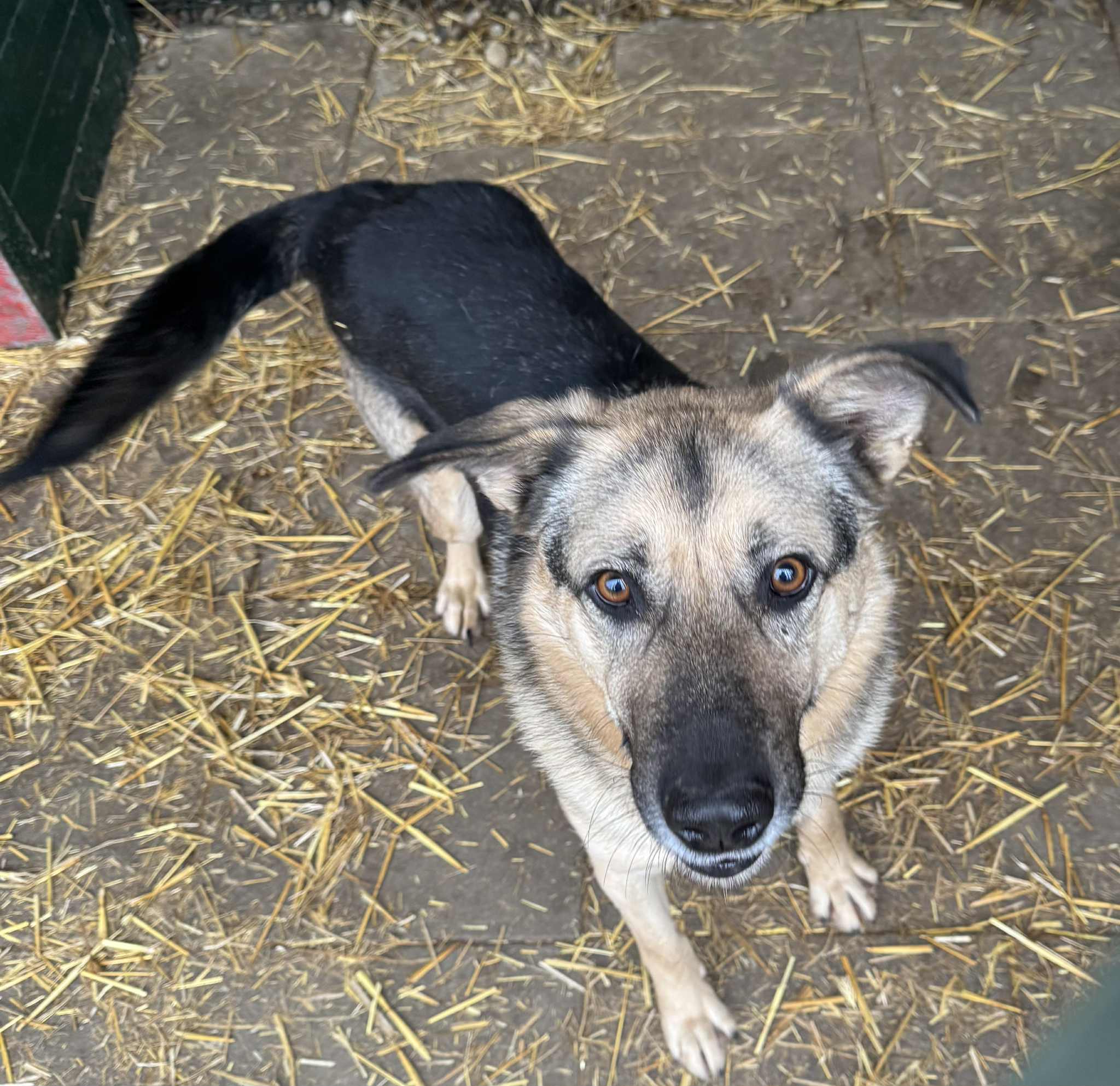 Azil Prijatelji Čakovec (5) Azil Prijatelji Čakovec (5)