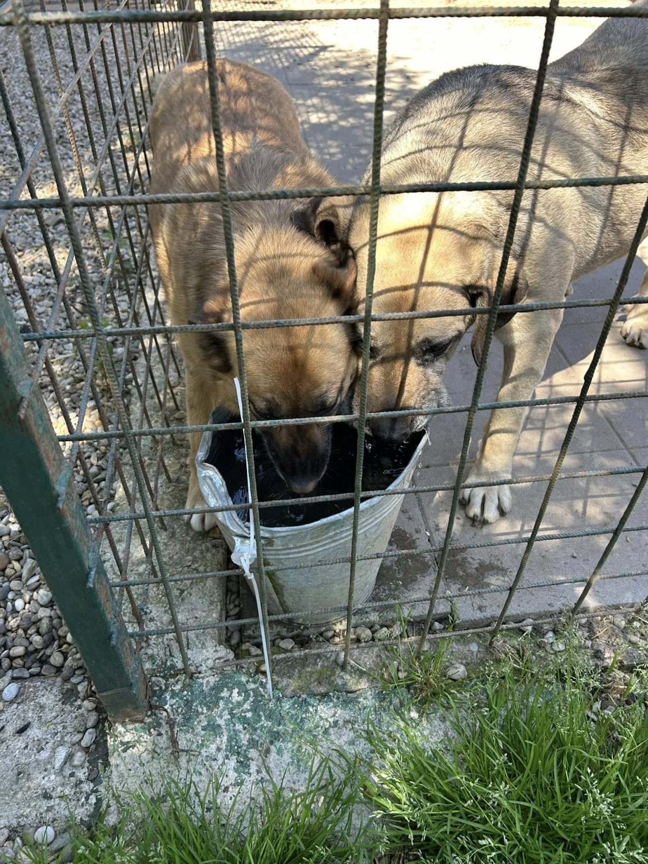 Azil Prijatelji Čakovec (6)