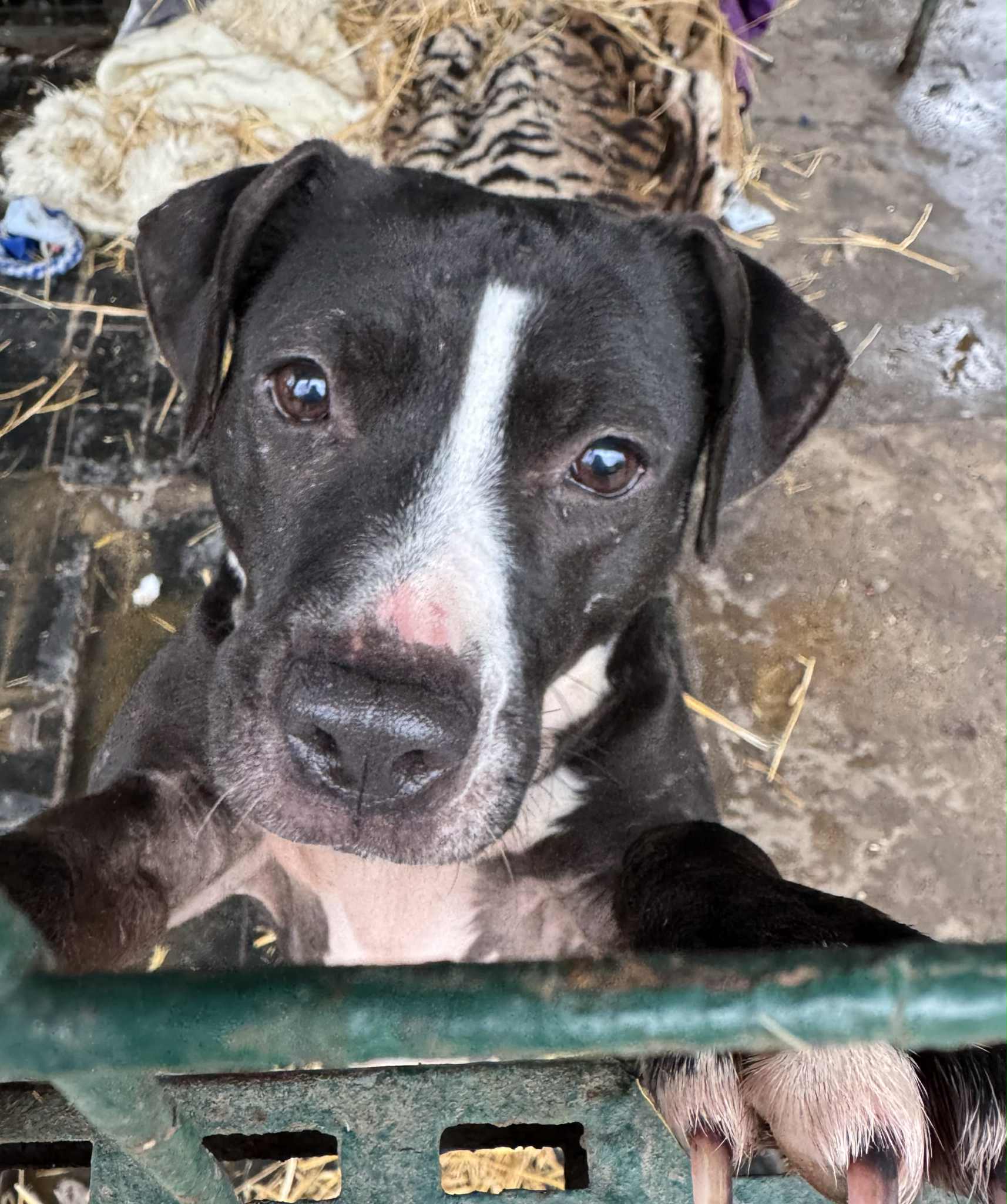 Azil Prijatelji Čakovec (6) Azil Prijatelji Čakovec (6)