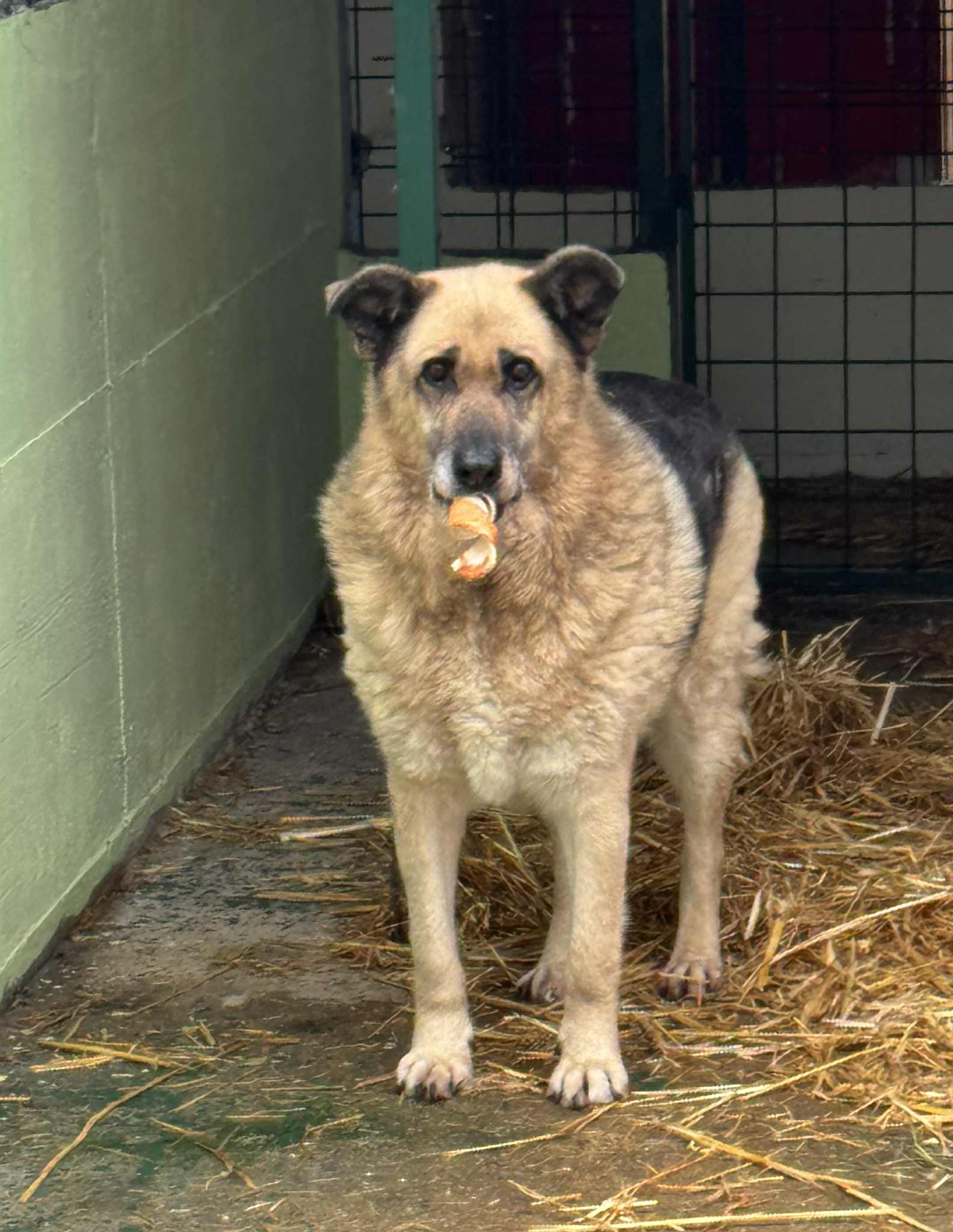 Azil Prijatelji Čakovec (7) Azil Prijatelji Čakovec (7)