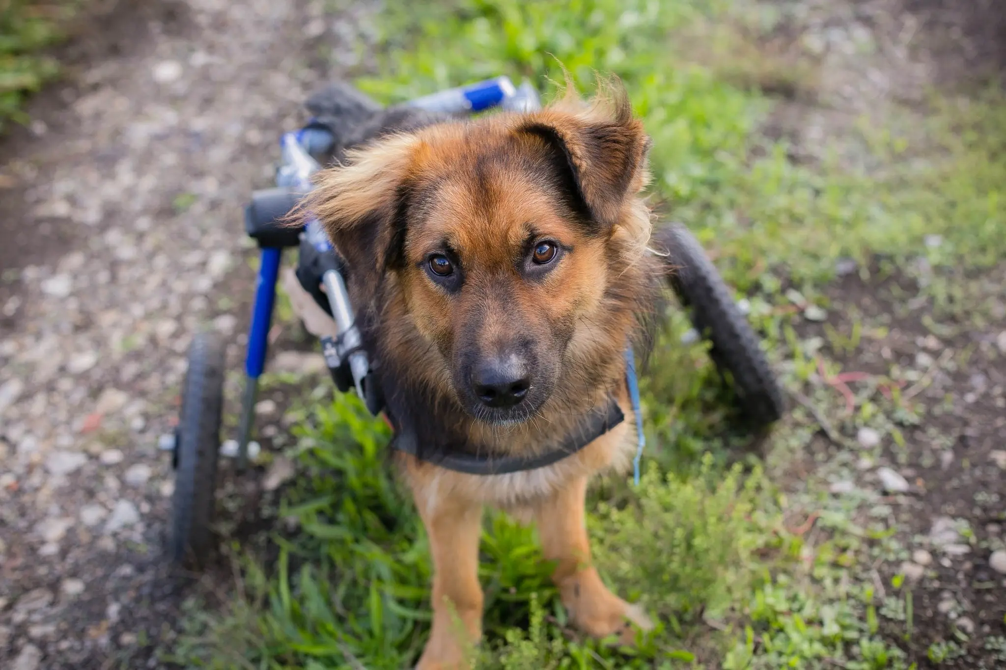 Azil Prijatelji Čakovec OŠ Gornji Hrašćan (11)