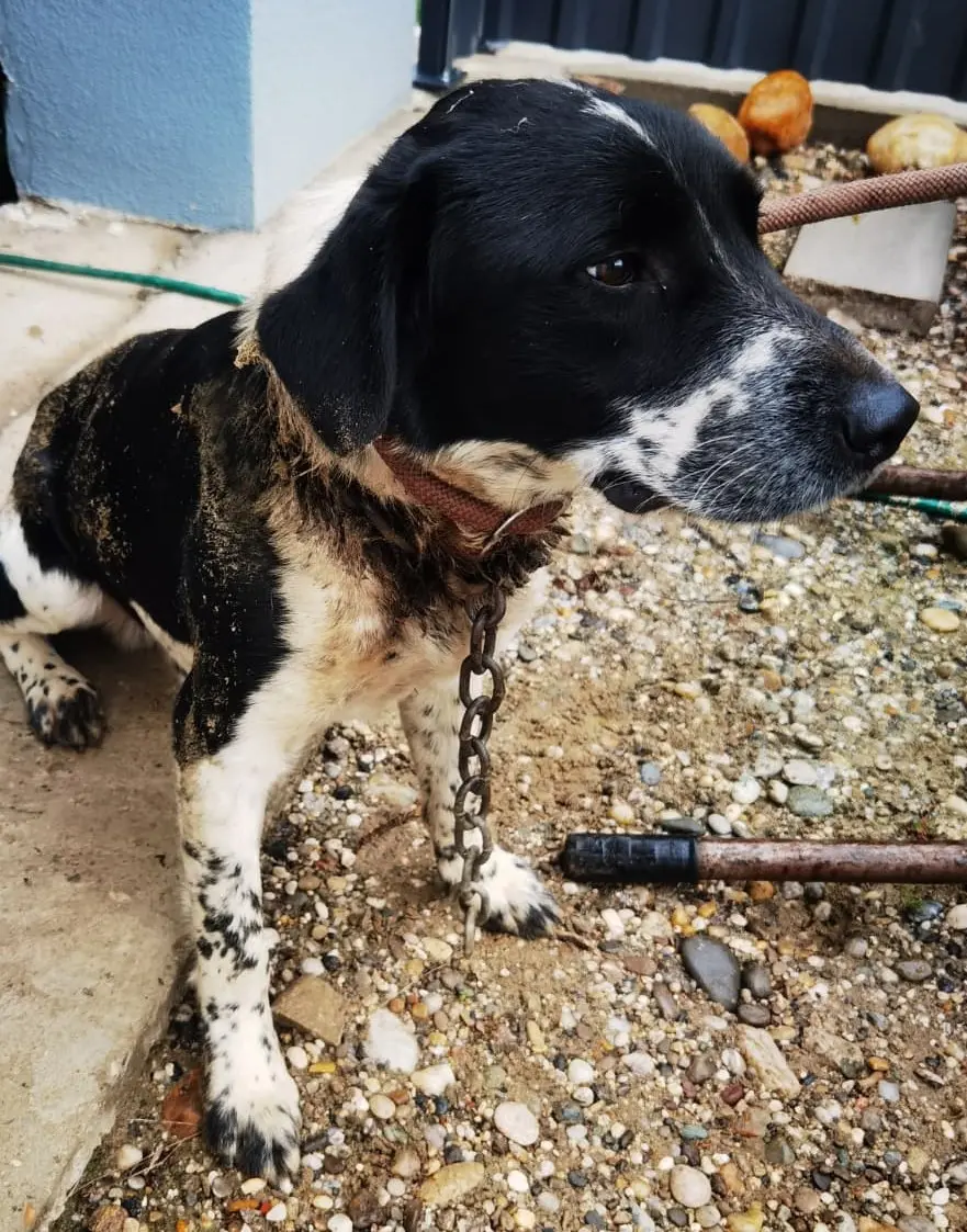 Azil Prijatelji Čakovec