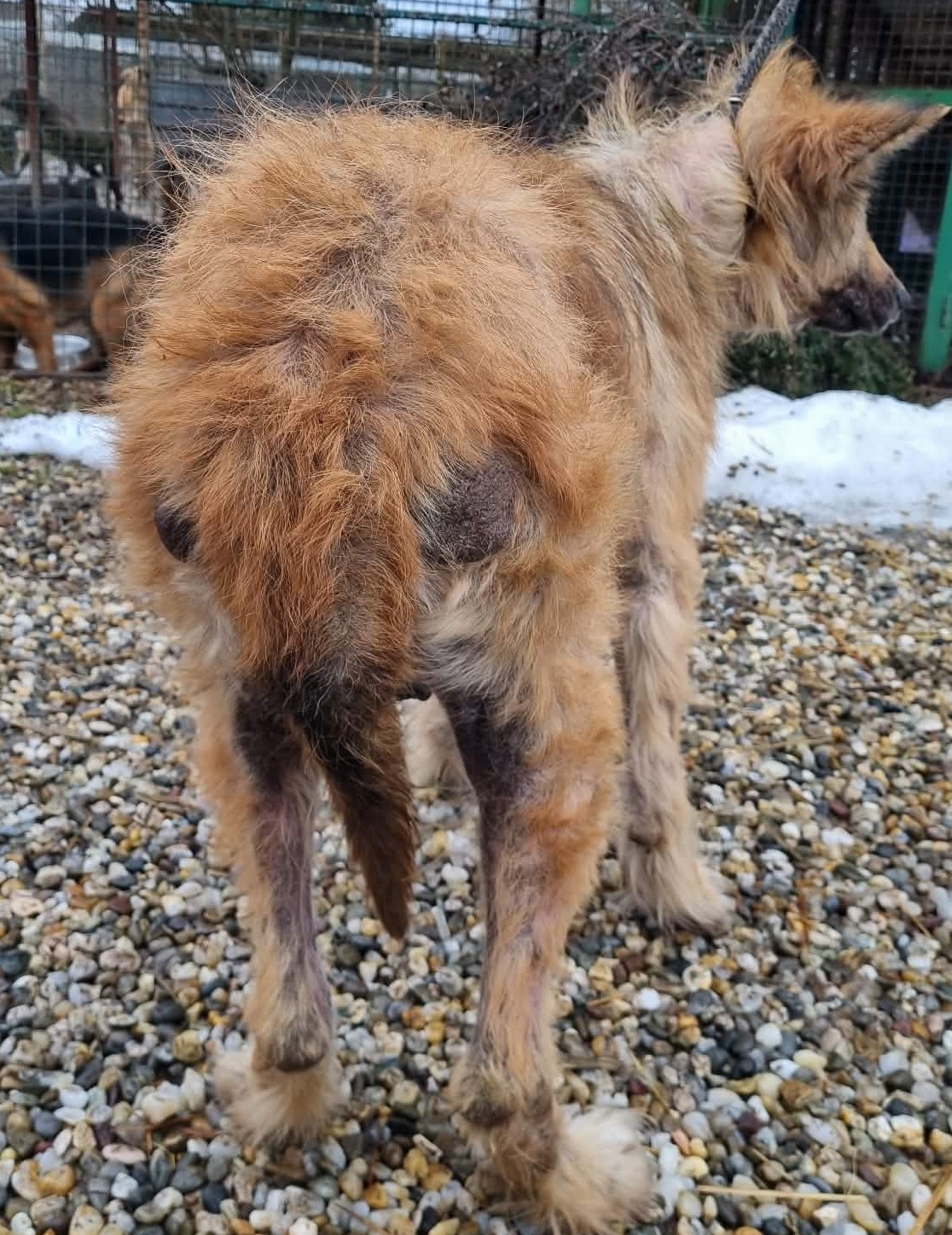 Azil Prijatelji pas romsko naselje (1)