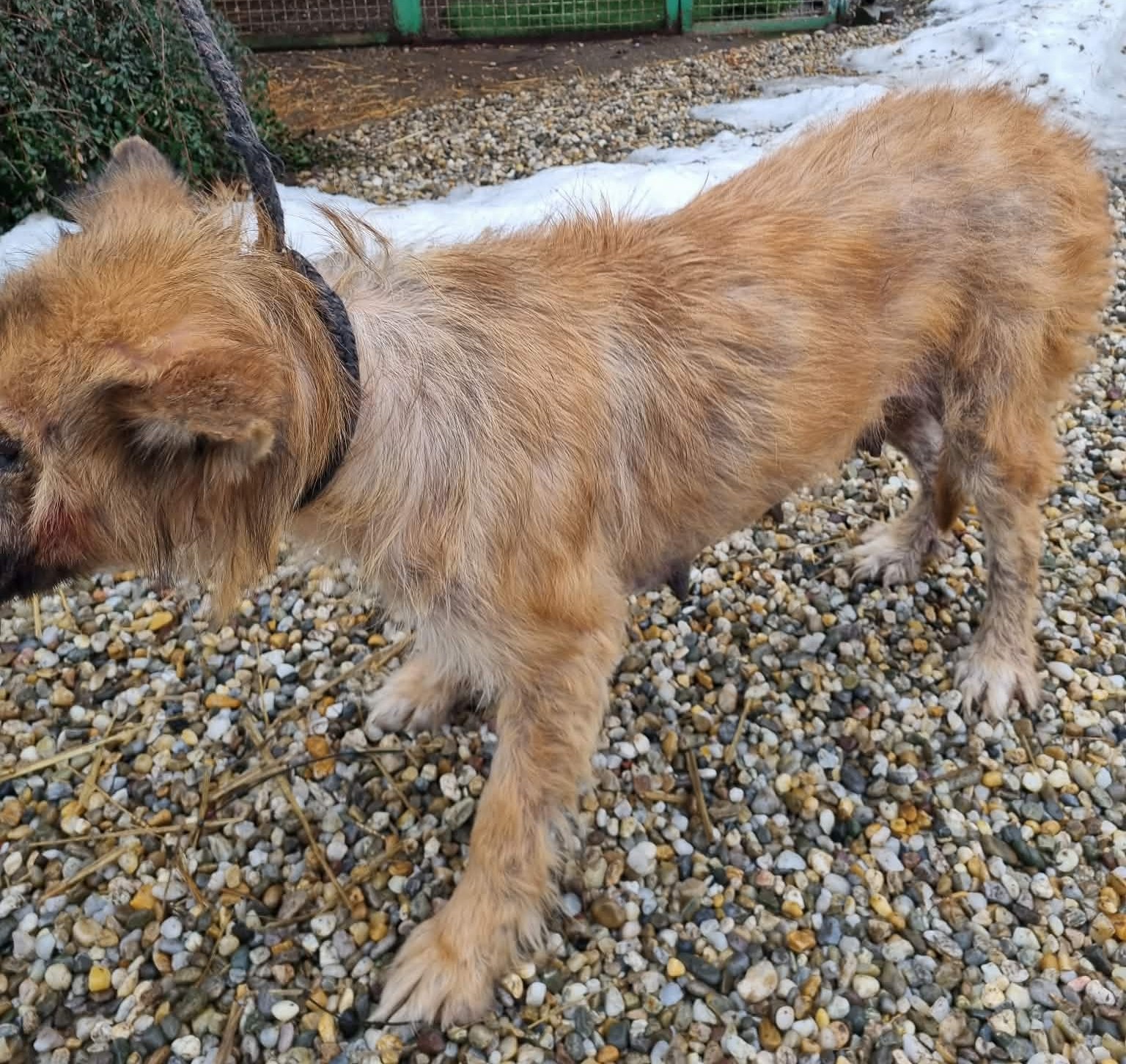 Azil Prijatelji pas romsko naselje (2)