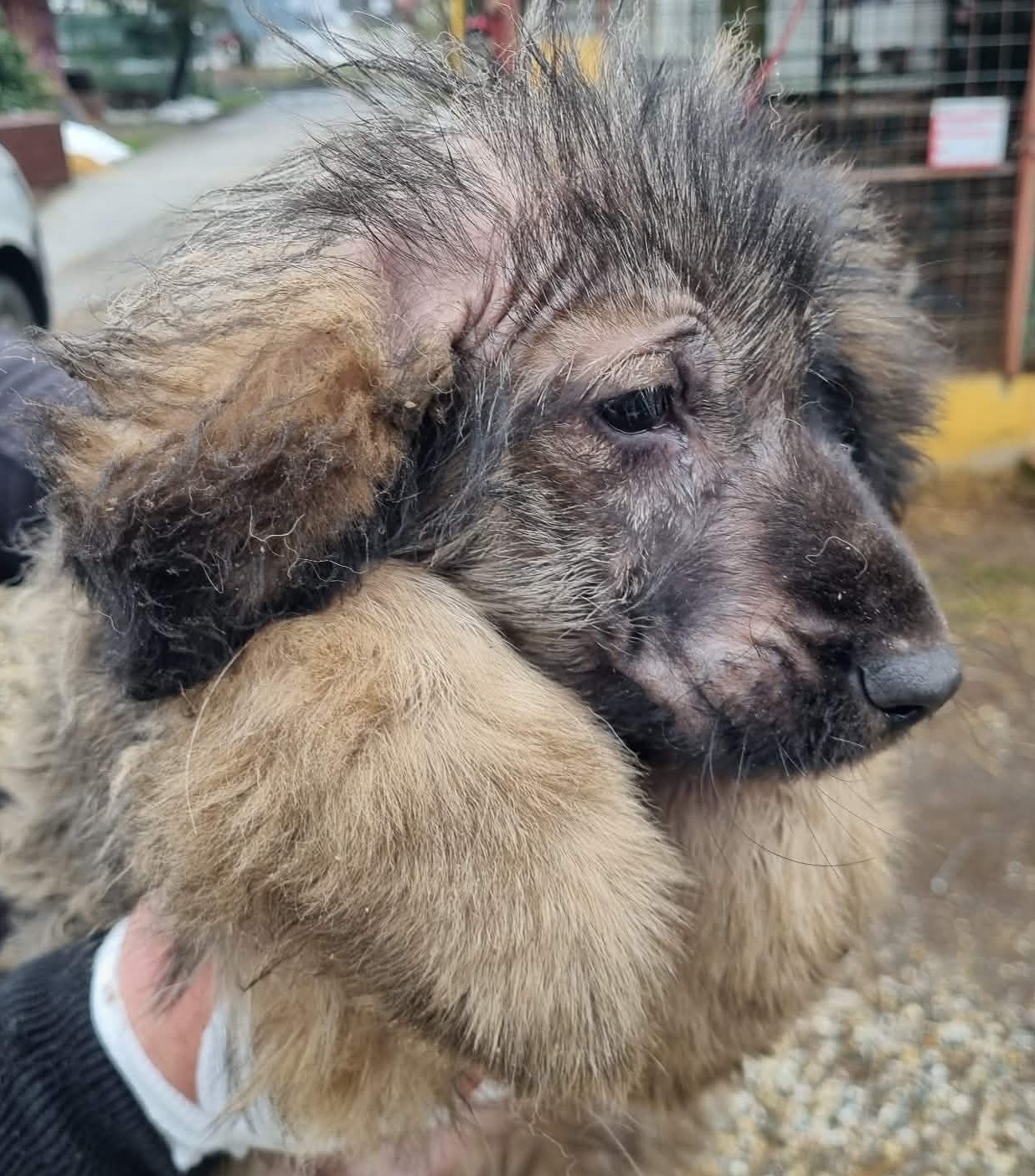 Azil Prijatelji pas romsko naselje (3)