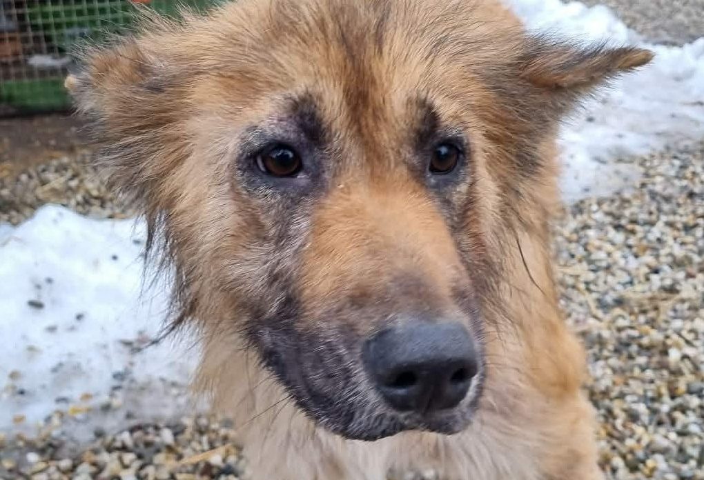 Azil Prijatelji pas romsko naselje (4) 22