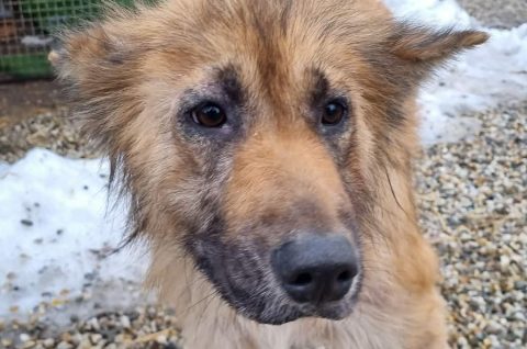 Azil Prijatelji pas romsko naselje (4) 22