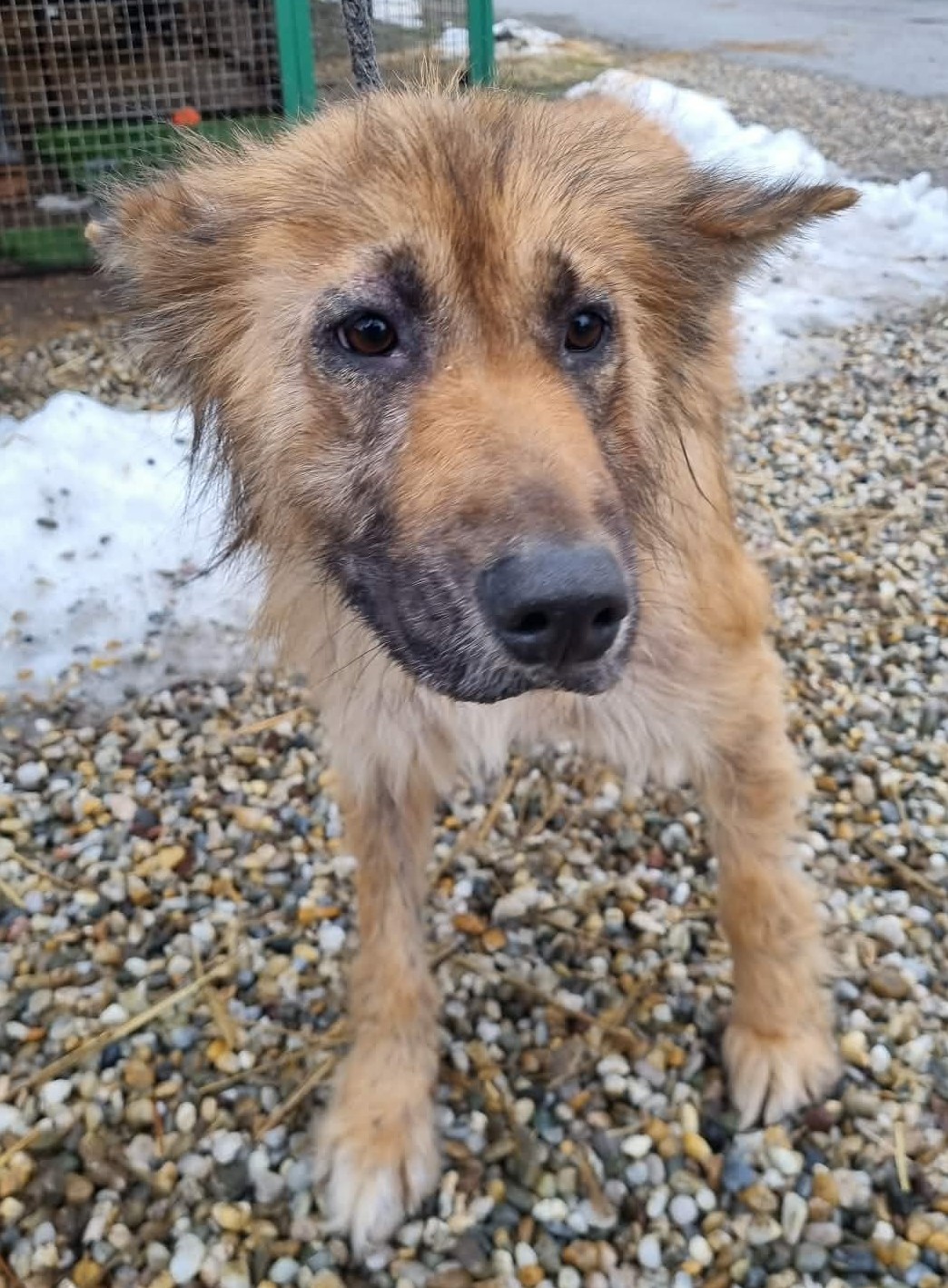 Azil Prijatelji pas romsko naselje (4)