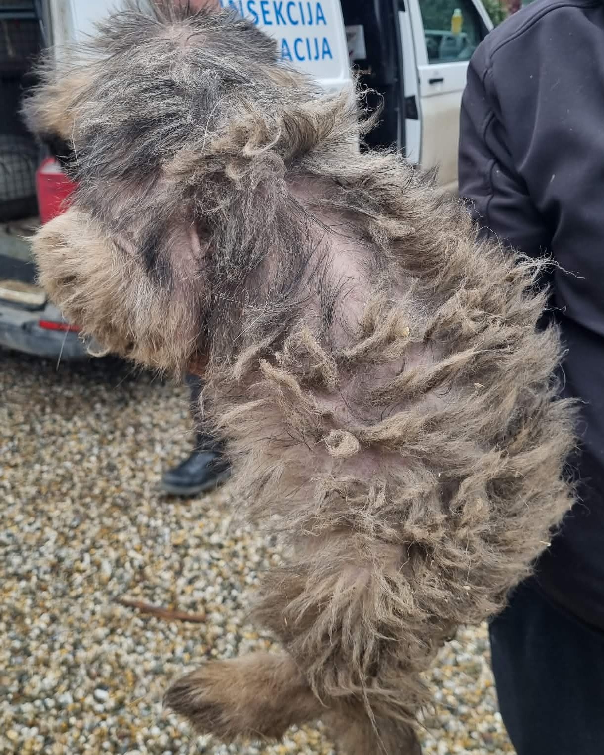 Azil Prijatelji pas romsko naselje (5)