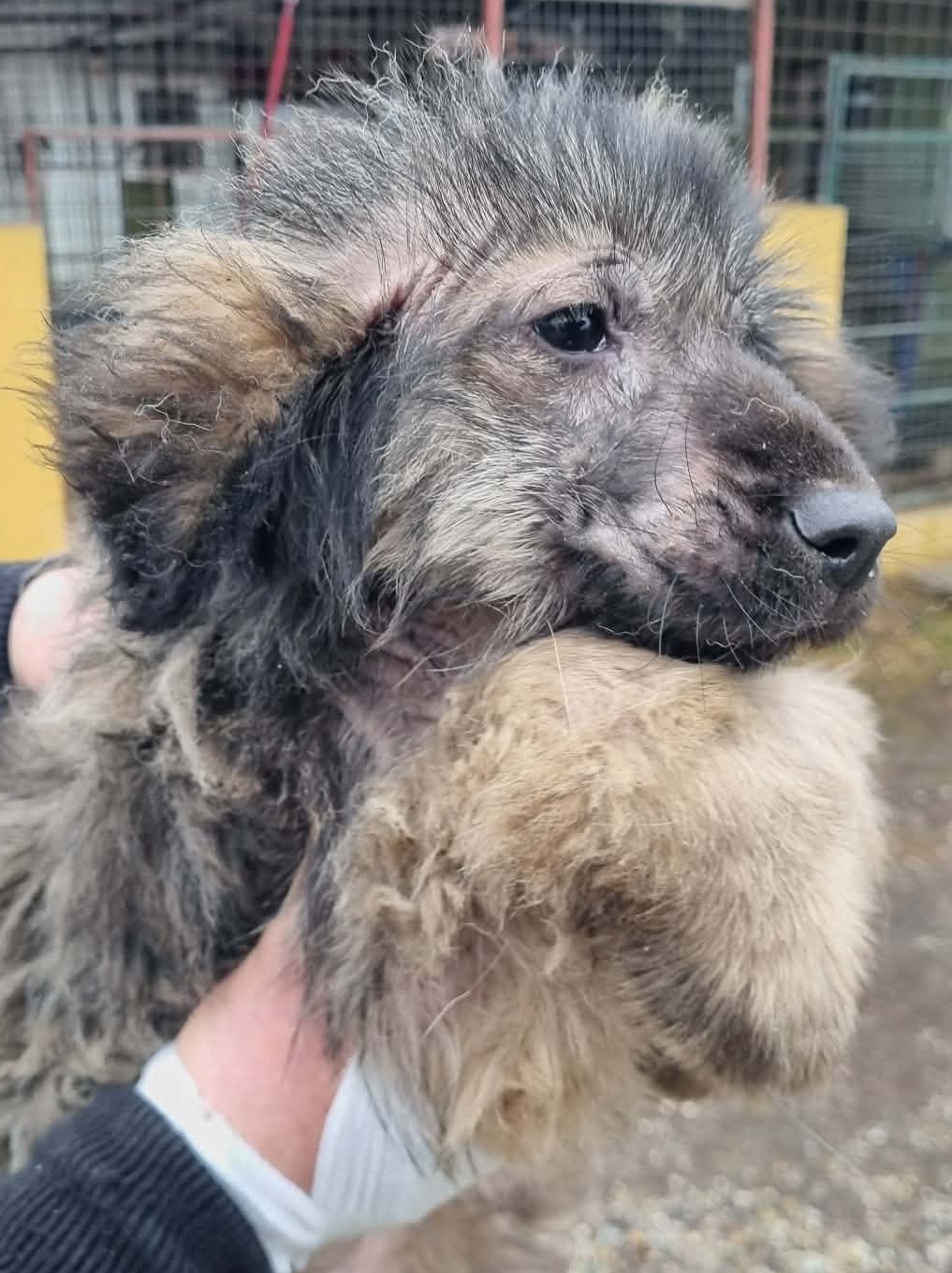 Azil Prijatelji pas romsko naselje (6)