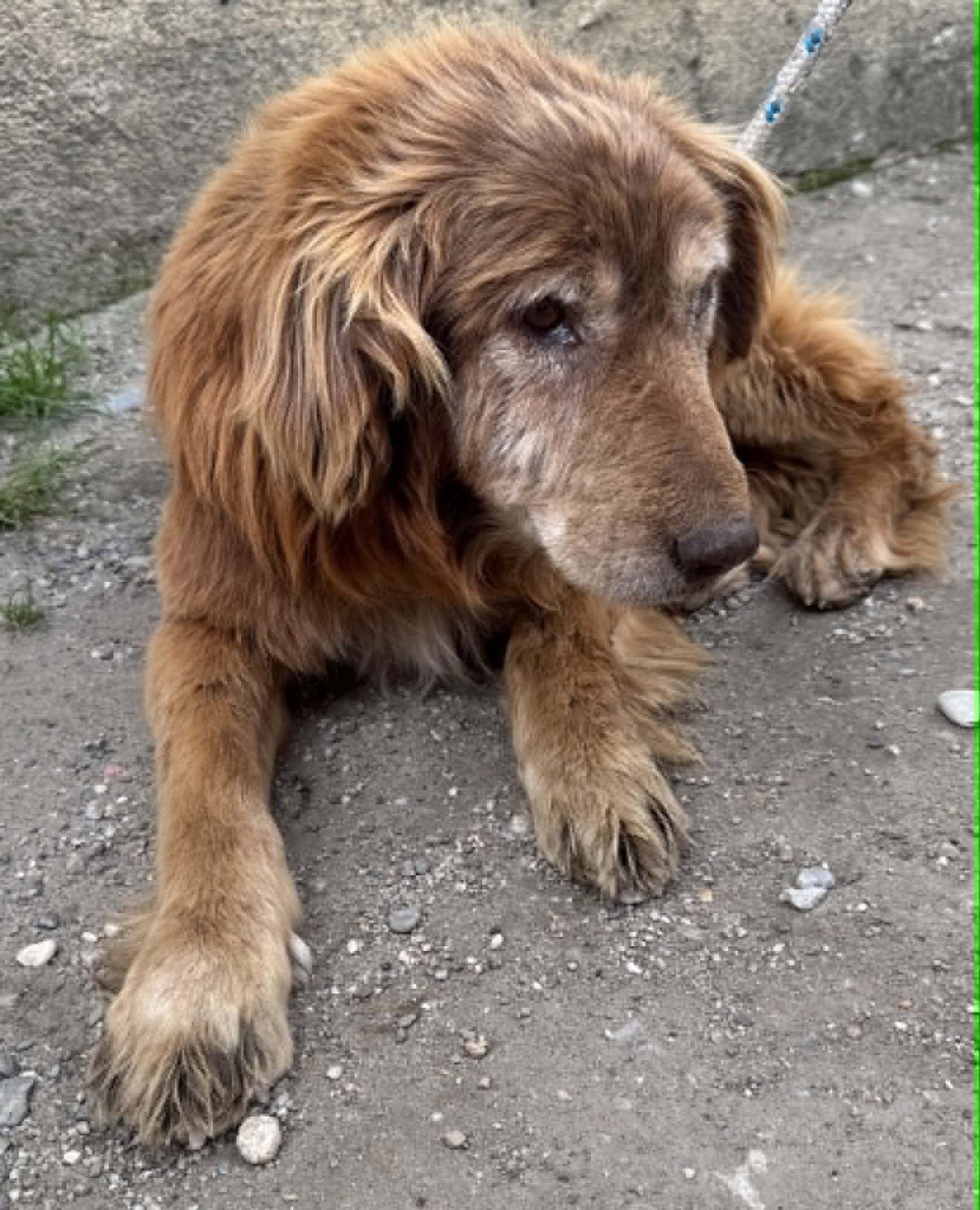 Azil Prijatelji životinja Čakovec (6)
