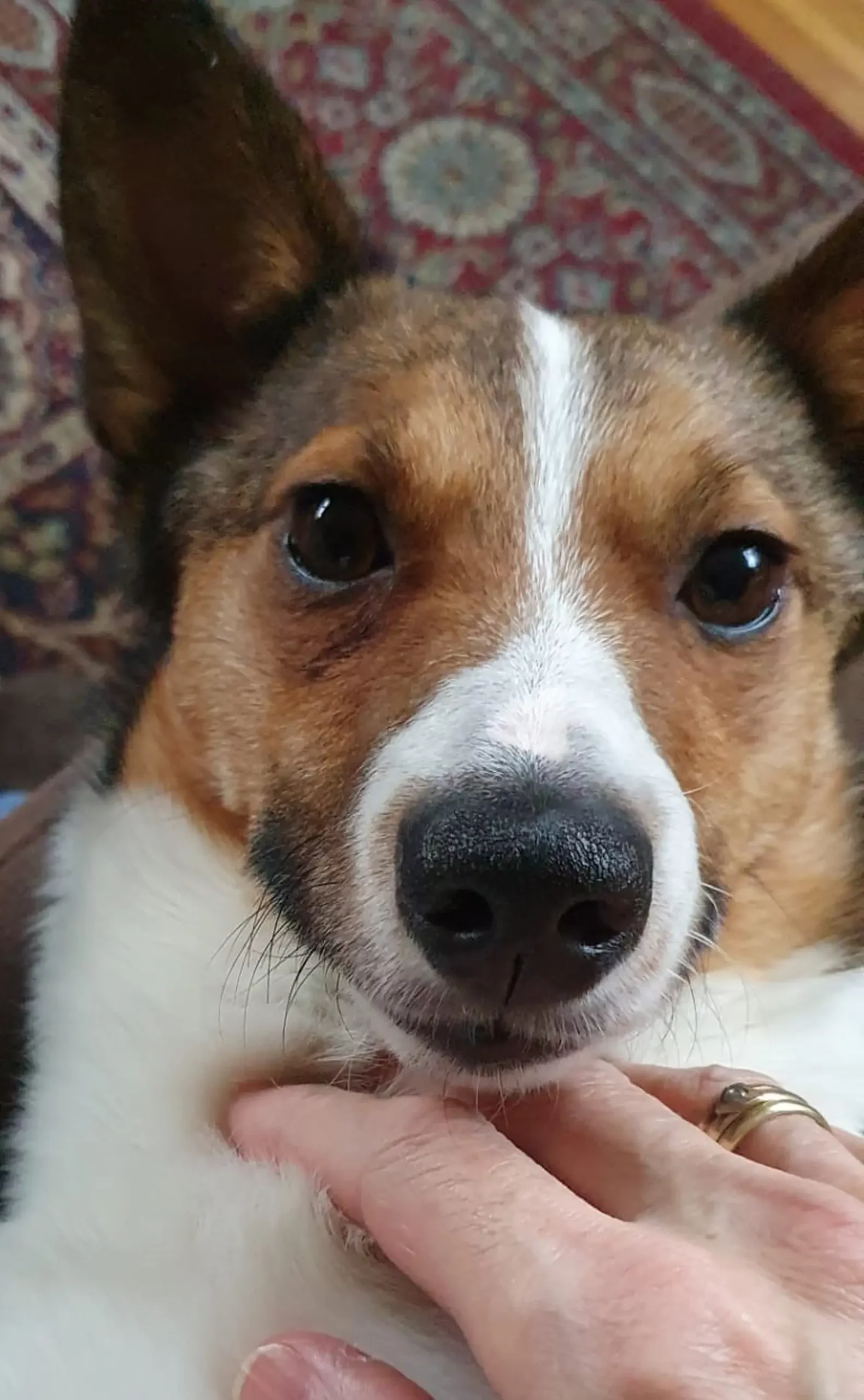 Azil, Prommi, udomljavanje 1 Azil, Prommi, udomljavanje 1