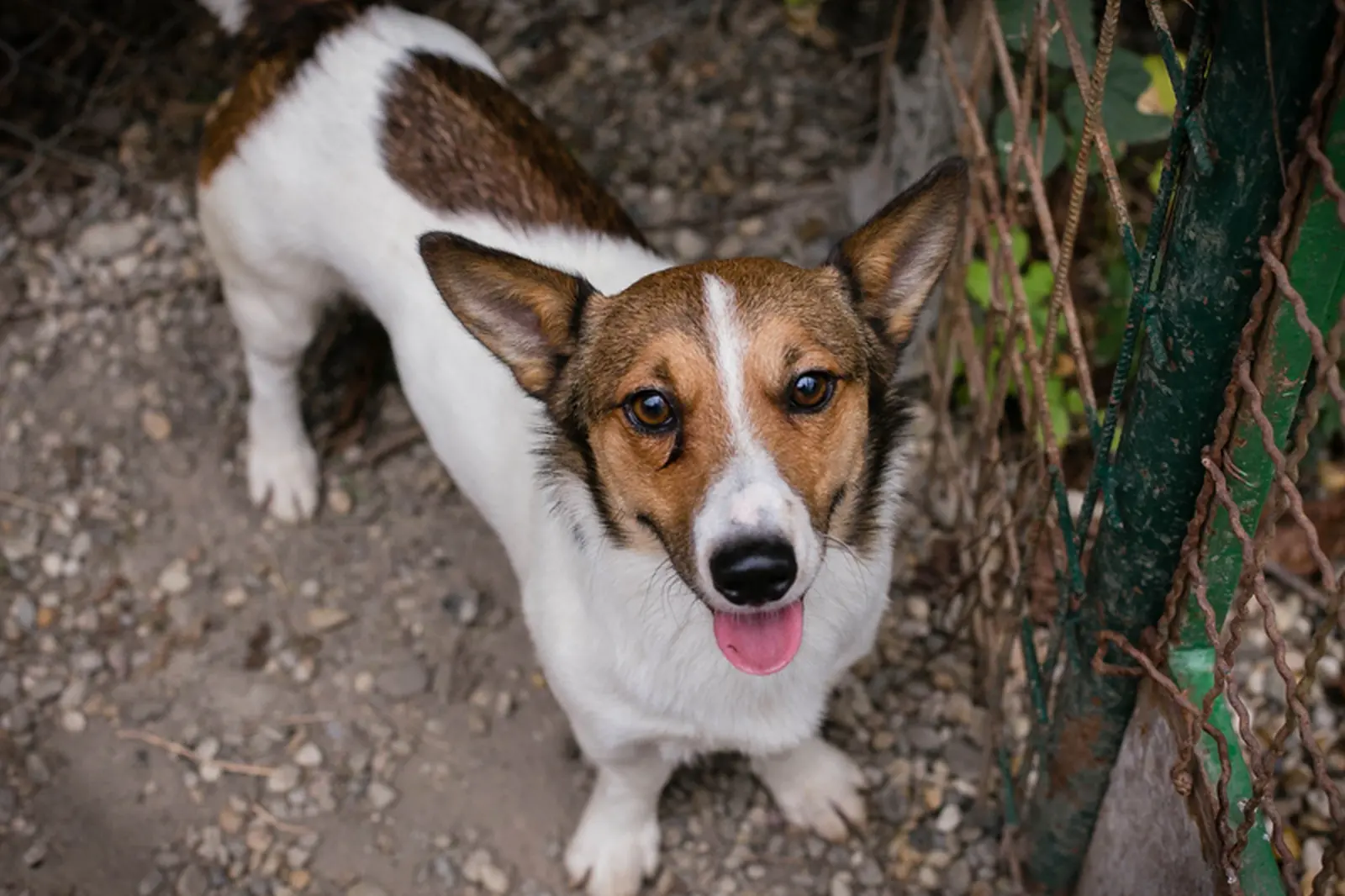 Azil, Prommi, udomljavanje 2 Azil, Prommi, udomljavanje 2