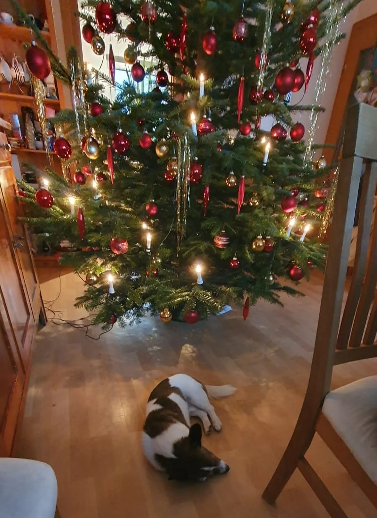 Azil, Prommi, udomljavanje 3 Azil, Prommi, udomljavanje 3