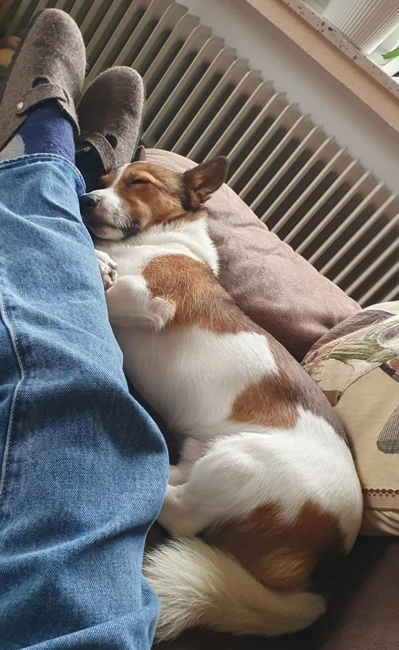 Azil, Prommi, udomljavanje 4 Azil, Prommi, udomljavanje 4