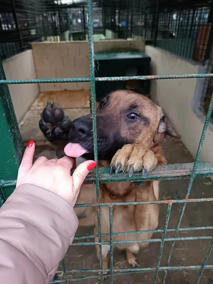 Azil prijatelji čakovec ETŠ (1)