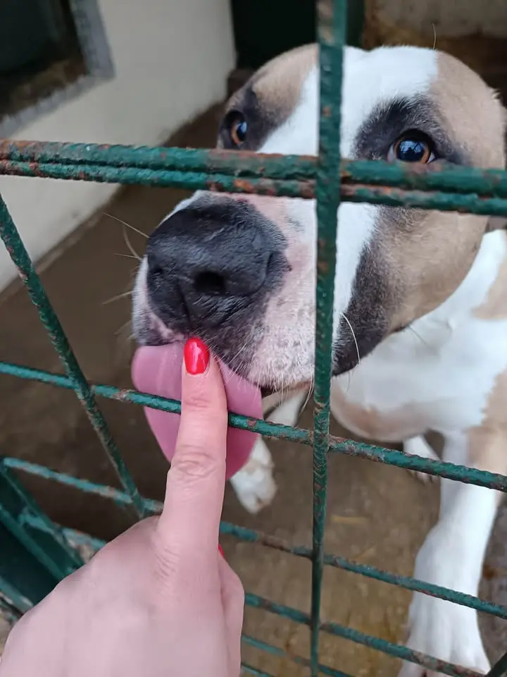 Azil prijatelji čakovec ETŠ (8)