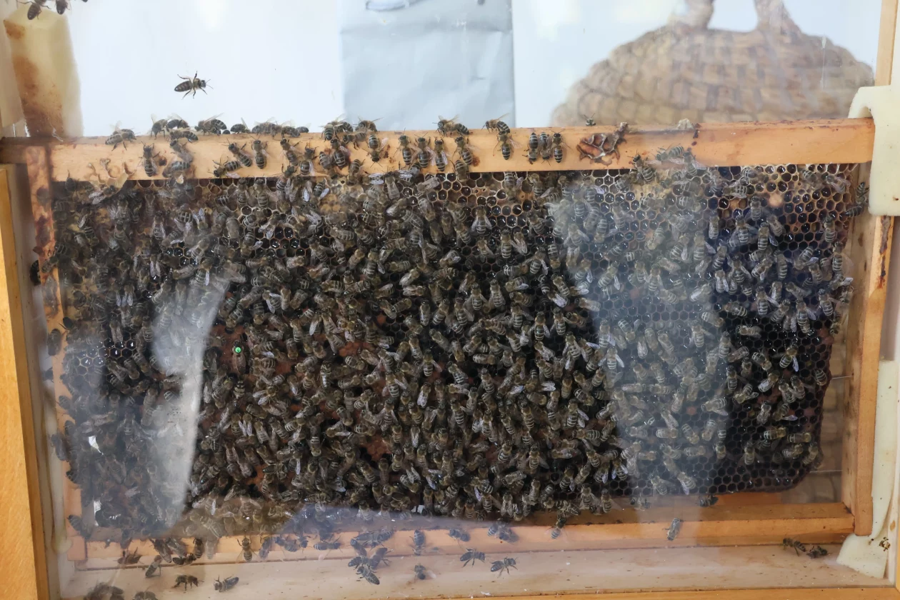 BEE(A)WARE dan pčela (11)