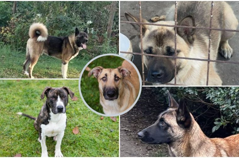 PRIJATELJI ŽIVOTINJA