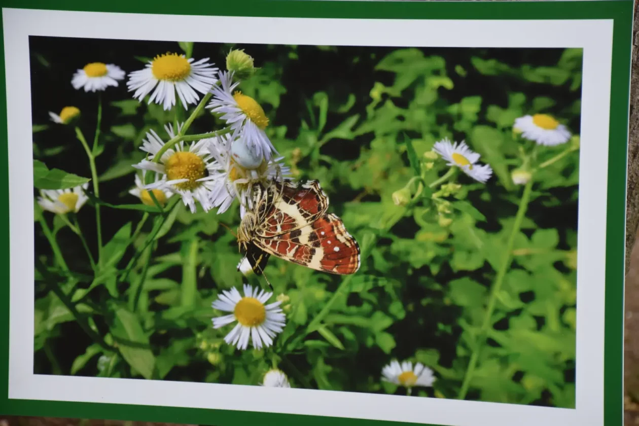 Big Jump Sveta Marija 13.7.2025 (33)