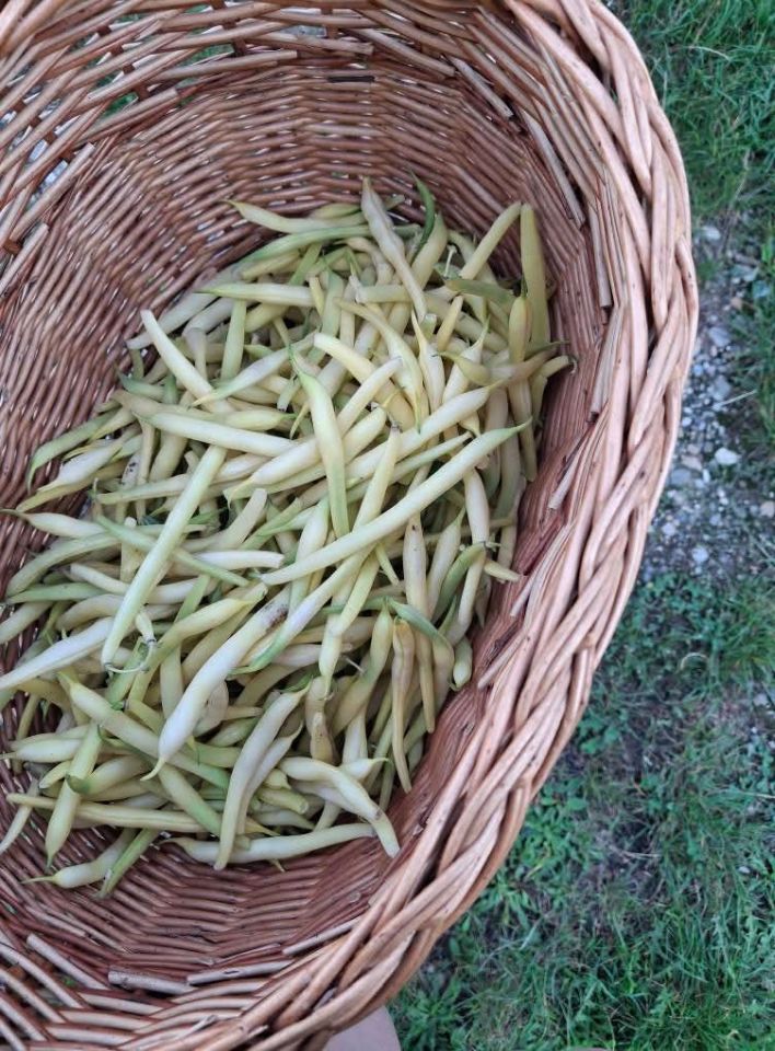 Biovrt Lidije Vinković (6)