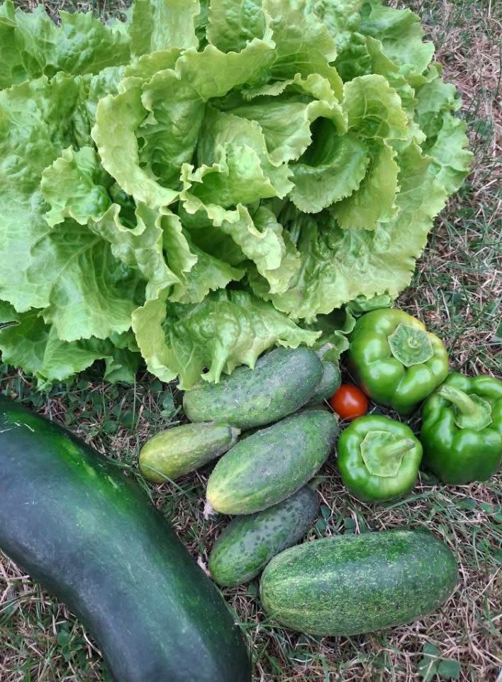 Biovrt Lidije Vinković (8)