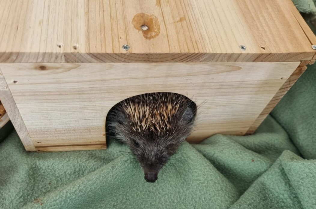 Bocka, Veterinarska stanica Prelog, jež (2)