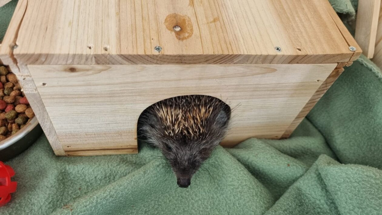 Bocka, Veterinarska stanica Prelog, jež (2)