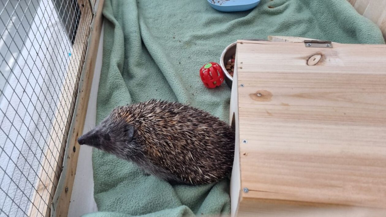 Bocka, Veterinarska stanica Prelog, jež (3)