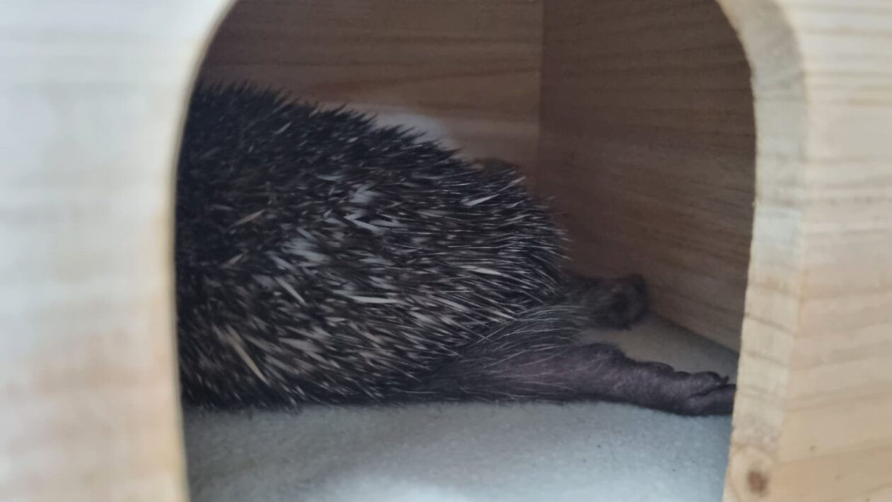 Bocka, Veterinarska stanica Prelog, jež (4)