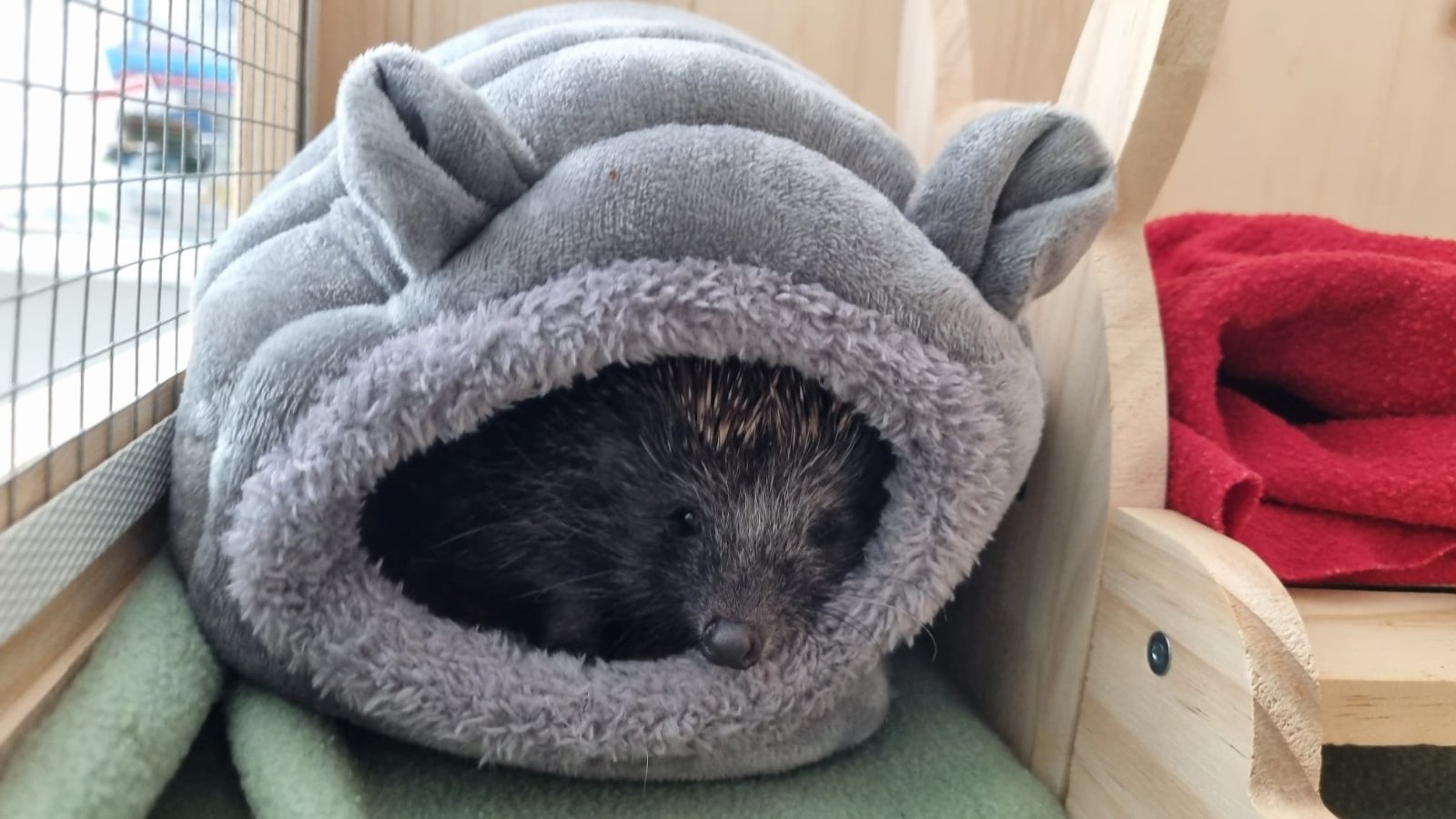 Bocka, Veterinarska stanica Prelog, jež (7)