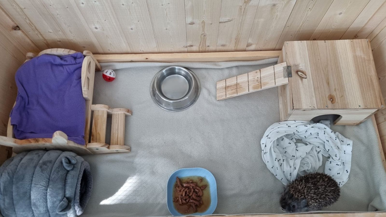 Bocka, Veterinarska stanica Prelog, jež (8)